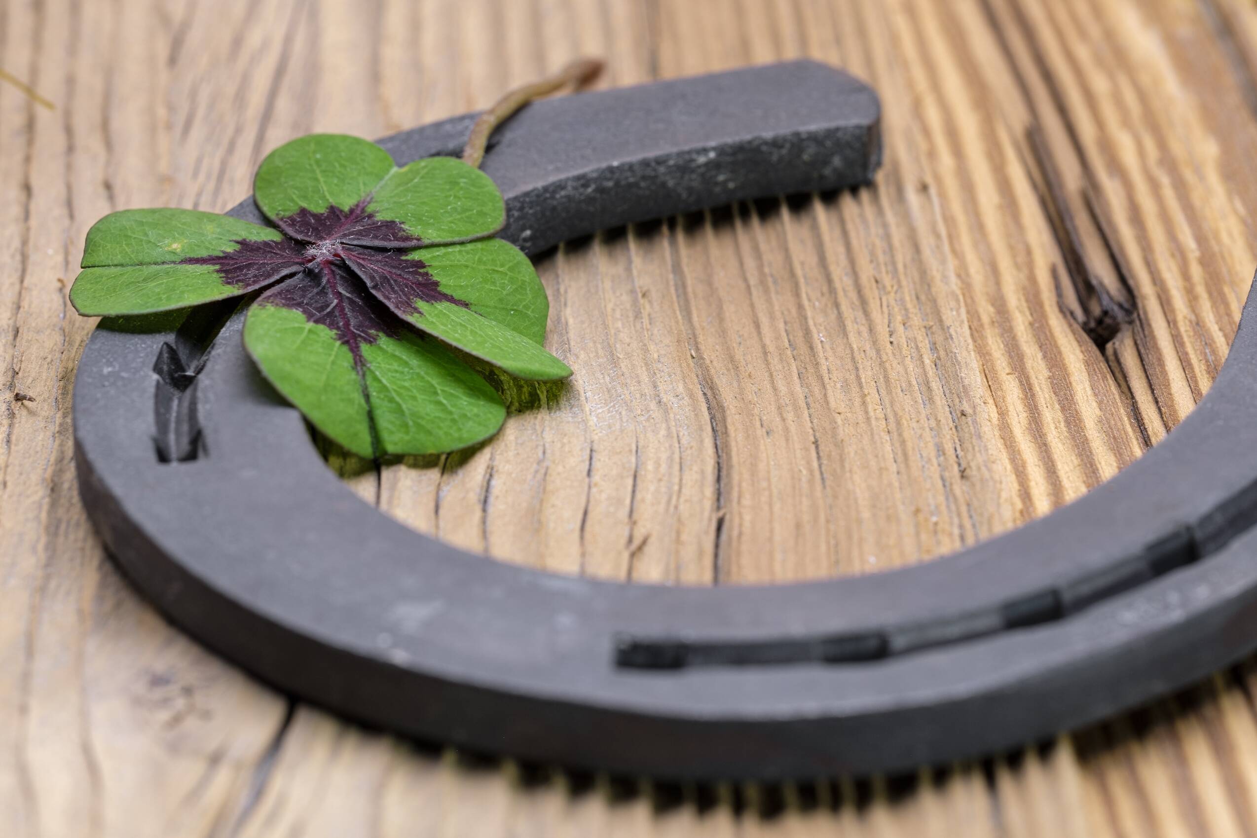 four leaf clover, happiness, horseshoe, new year's day, sylvester, ribbon, superstition, horseshoe, horseshoe, horseshoe, horseshoe, horseshoe, superstition, superstition