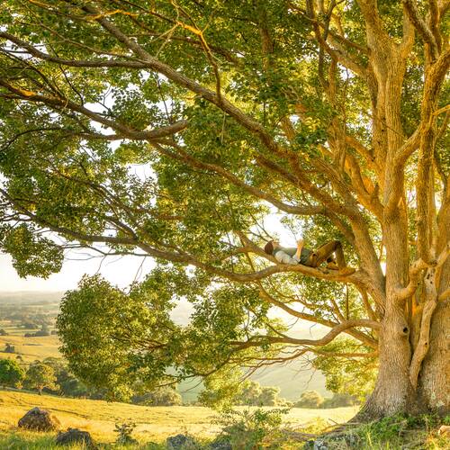 Man relaxing on a tree branch, holding his phone in the warm yellow glow of golden hour sunlight, sunrise or sunset.